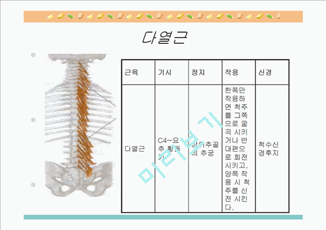 [의학,약학][해부생리] 척추를 움직이는 근육들.ppt